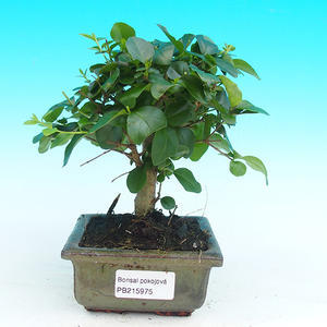Pokojová bonsai - Ptačí zob PB215975