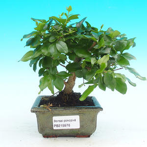 Pokojová bonsai - Ptačí zob PB215976