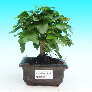 Pokojová bonsai - Ptačí zob PB215977