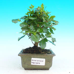 Pokojová bonsai - Ptačí zob PB215978