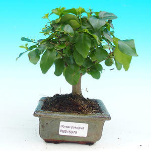 Pokojová bonsai - Ptačí zob PB215979