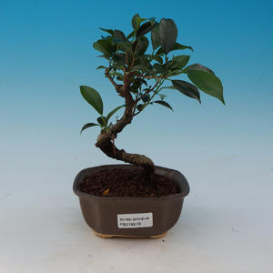 Pokojová bonsai -Ficus retusa -  malolistý fíkus