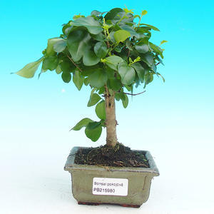 Pokojová bonsai - Ptačí zob PB215176