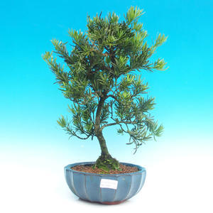 Pokojová bonsai-Podocarpus- kamenný tis PB215981