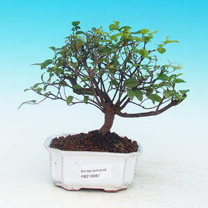Pokojová bonsai-Podocarpus- kamenný tis PB215982
