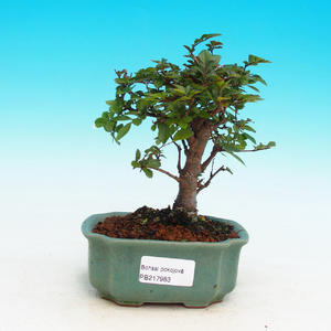 Pokojová bonsai-Podocarpus- kamenný tis PB215983