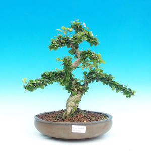 Pokojová bonsai - Barbadoská třešeň PB215984