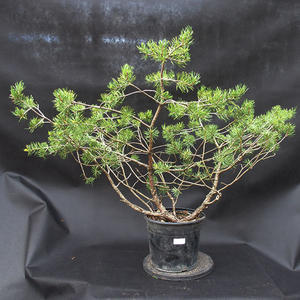 Borovoce lesní - Pinus sylvestris  KA-04