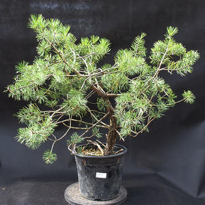 Borovoce lesní - Pinus sylvestris  KA-05