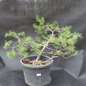 Borovoce lesní - Pinus sylvestris  KA-06