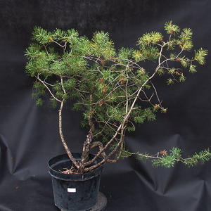 Borovoce lesní - Pinus sylvestris  KA-07