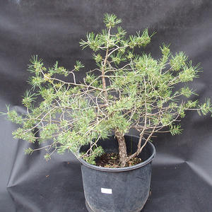 Borovoce lesní - Pinus sylvestris  KA-08