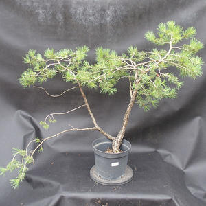 Borovoce lesní - Pinus sylvestris  KA-09