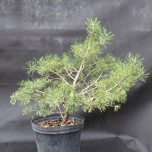 Borovoce lesní - Pinus sylvestris  KA-10