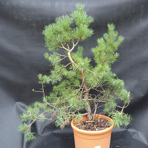 Borovoce lesní - Pinus sylvestris  KA-12