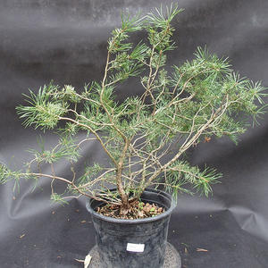 Borovoce lesní - Pinus sylvestris  KA-13