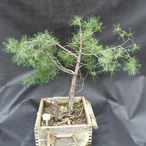 Borovoce lesní - Pinus sylvestris  KA-14