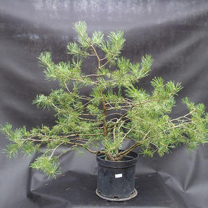 Borovoce lesní - Pinus sylvestris  KA-15