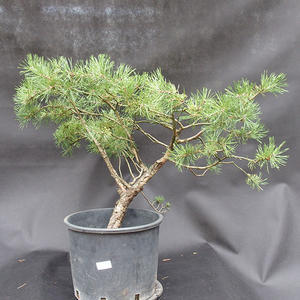 Borovoce lesní - Pinus sylvestris  KA-16