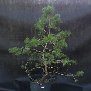 Borovoce lesní - Pinus sylvestris  KA-17
