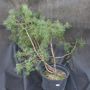 Borovoce lesní - Pinus sylvestris  KA-18