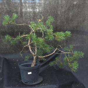 Borovoce lesní - Pinus sylvestris  KA-19