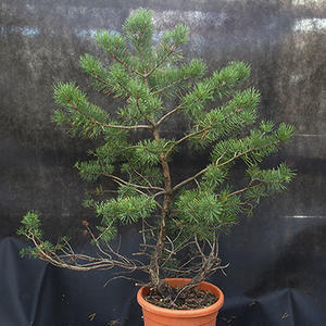 Borovoce lesní - Pinus sylvestris  KA-20