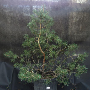 Borovoce lesní - Pinus sylvestris  KA-21