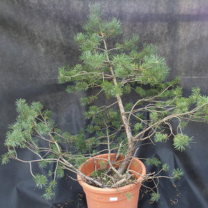 Borovoce lesní - Pinus sylvestris  KA-22