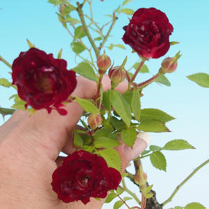 Rosa Red cascade - Malokvětá růže