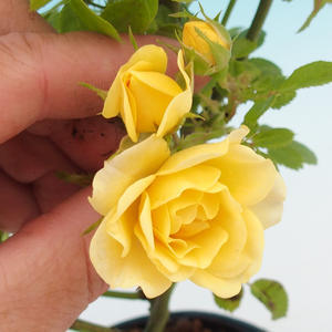 Rosa Yelow - Malokvětá růže žlutá
