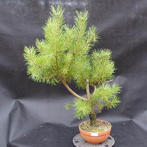 Borovice lesní -Pinus sylvestris -NO-1