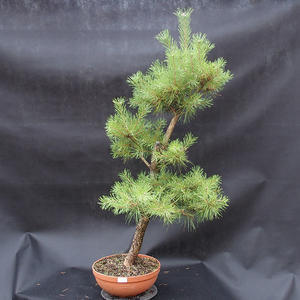 Borovice lesní - Pinus sylvestris NO-3