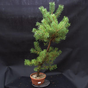 Borovice lesní - Pinus sylvestris NO-4