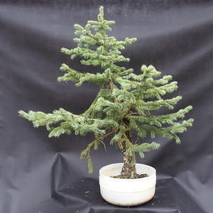 Smrk - Picea pungens NO-6