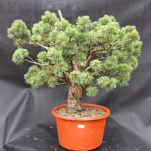 Borovice lesní -Pinus sylvestris Watwrerii -NO-7