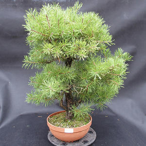 Borovice lesní - Pinus sylvestris NO-10