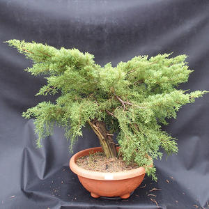 Jalovec - Juniperus sabina NO-11