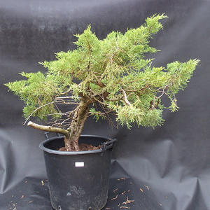 Jalovec - Juniperus sabina NO-12