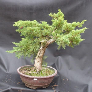 Jalovec - Juniperus sabina NO-15