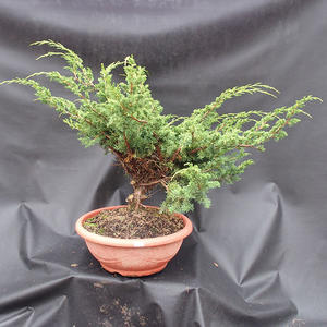 Jalovec čínský- Juniperus chinensis NO-17