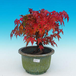 Japonský javor - Acer palmatum WO-18