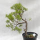 Yamadori