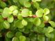 Portulakárie - Portulacaria afra