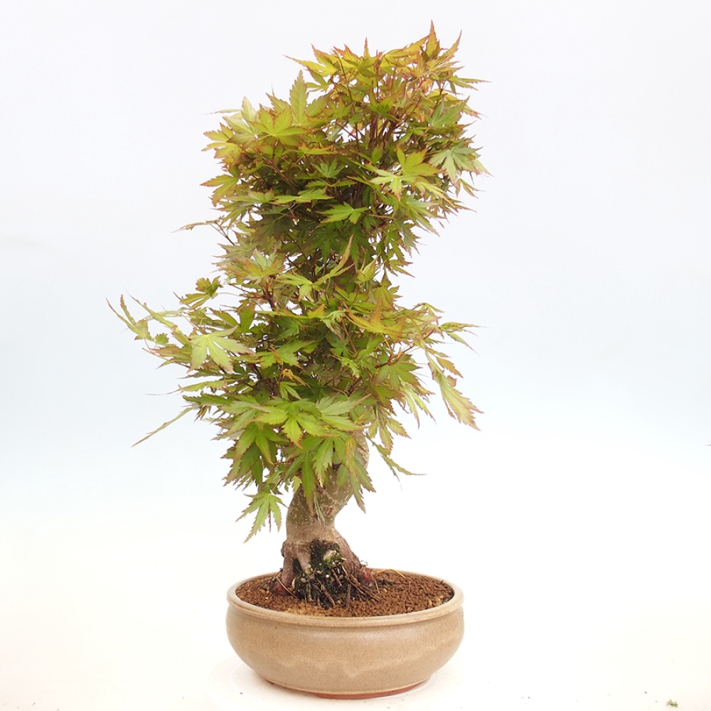 Venkovní bonsai - Acer palmatum  - Javor dlanitolistý