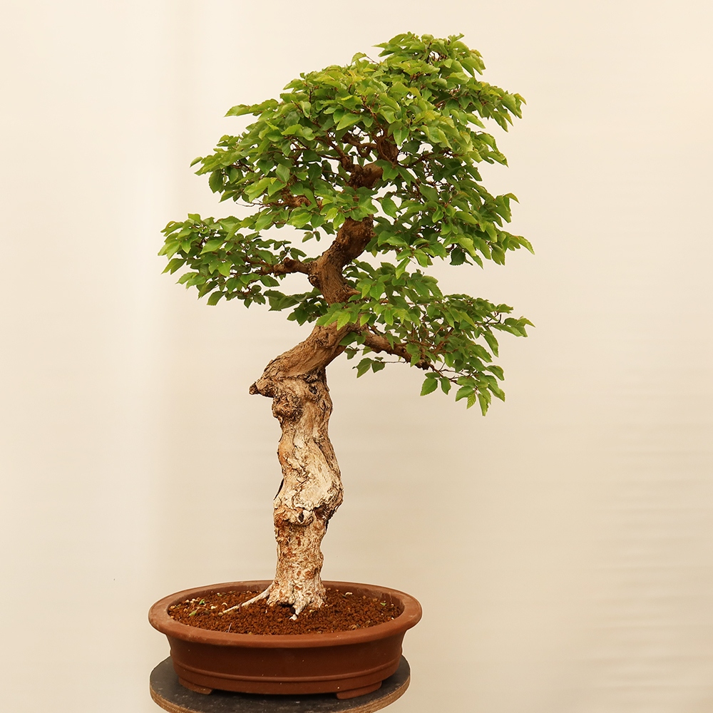 Venkovní bonsai -Carpinus Coreana - Habr korejský