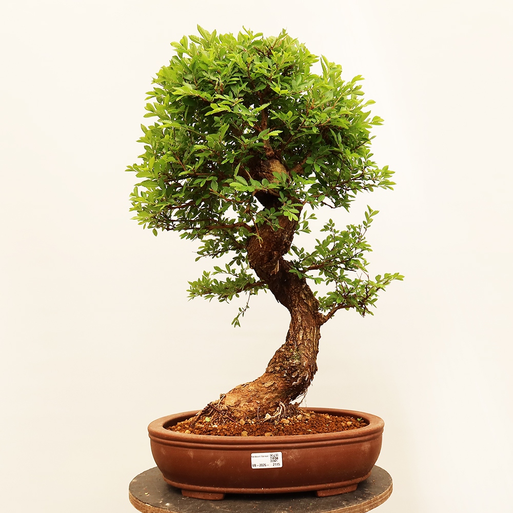 Venkovní bonsai - Zelkova - Zelkova NIRE