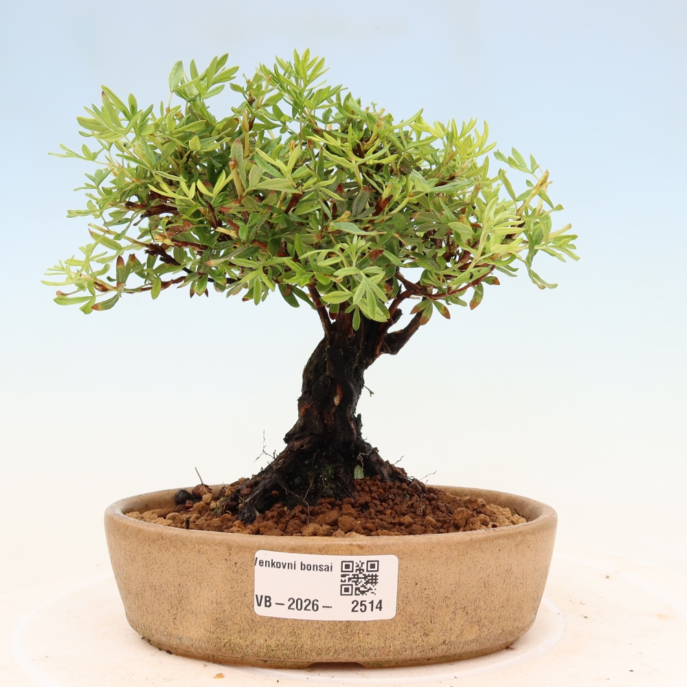 Venkovní bonsai-Mochna křovitá - potentila fruticosa 
