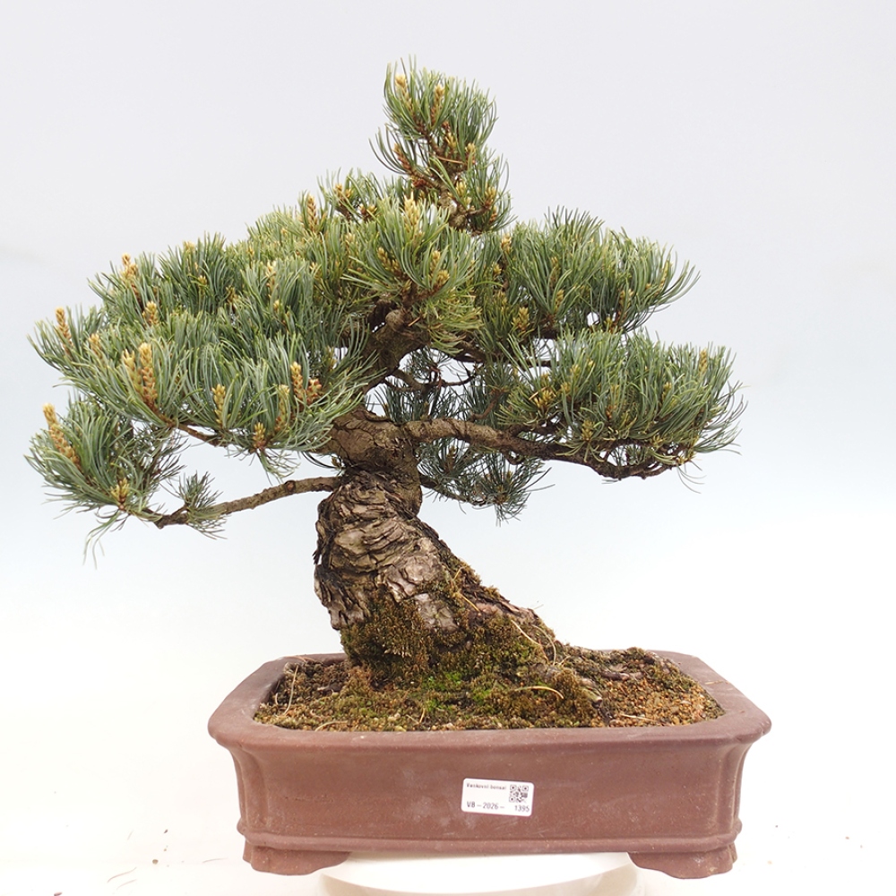 Venkovní bonsai - Pinus parviflora - Borovice drobnokvětá