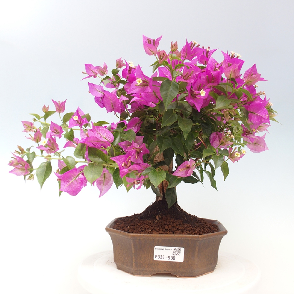 Pokojová bonsai - Bouganwilea